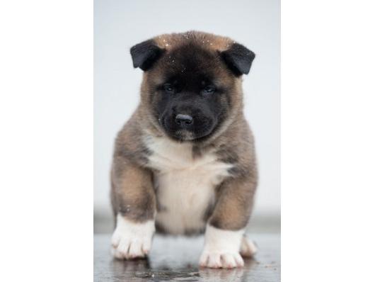 Americka akita